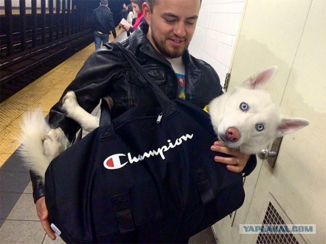 Нью-Йоркское метро запретило возить собак, если они не помещаются в сумки.