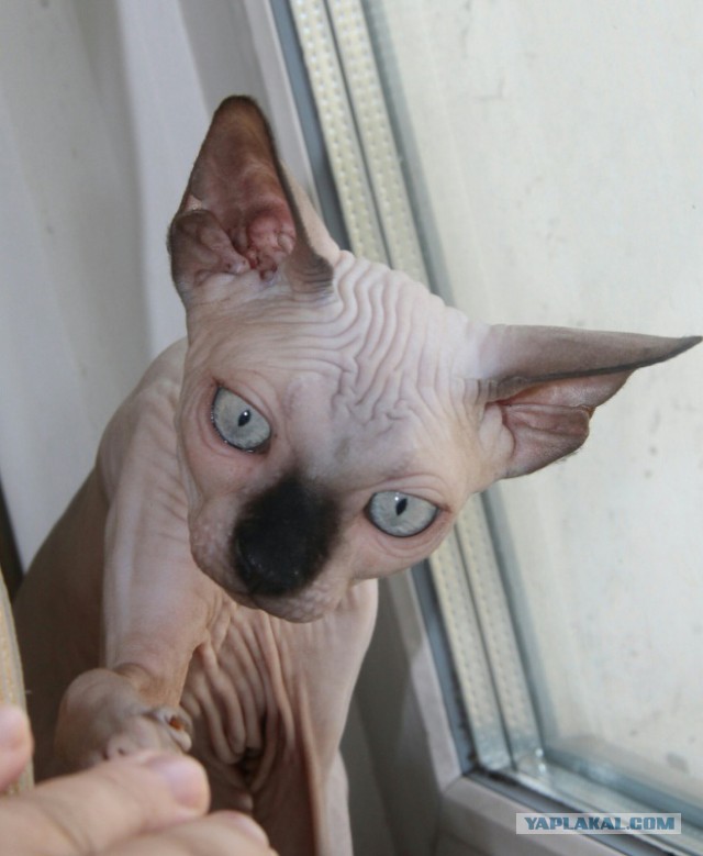 Котовторник 11.07.2017