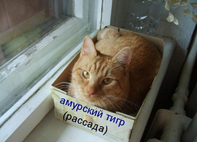 Реакция кота на тигров в зоопарке