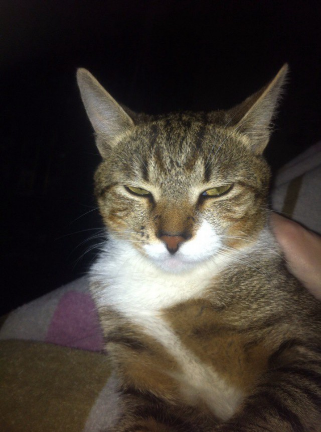 Коты и Кошки