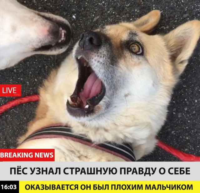 Подборка забавных животных