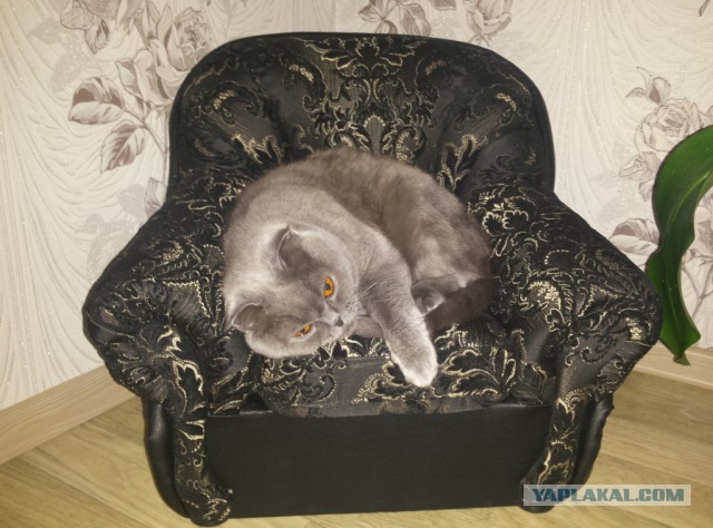 Котовторник