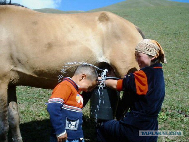 Девушек не бьют или ...