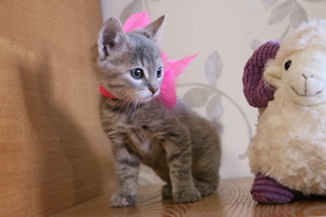 Коты и Кошки