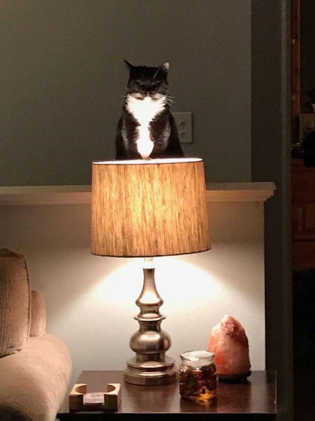 Коты и Кошки