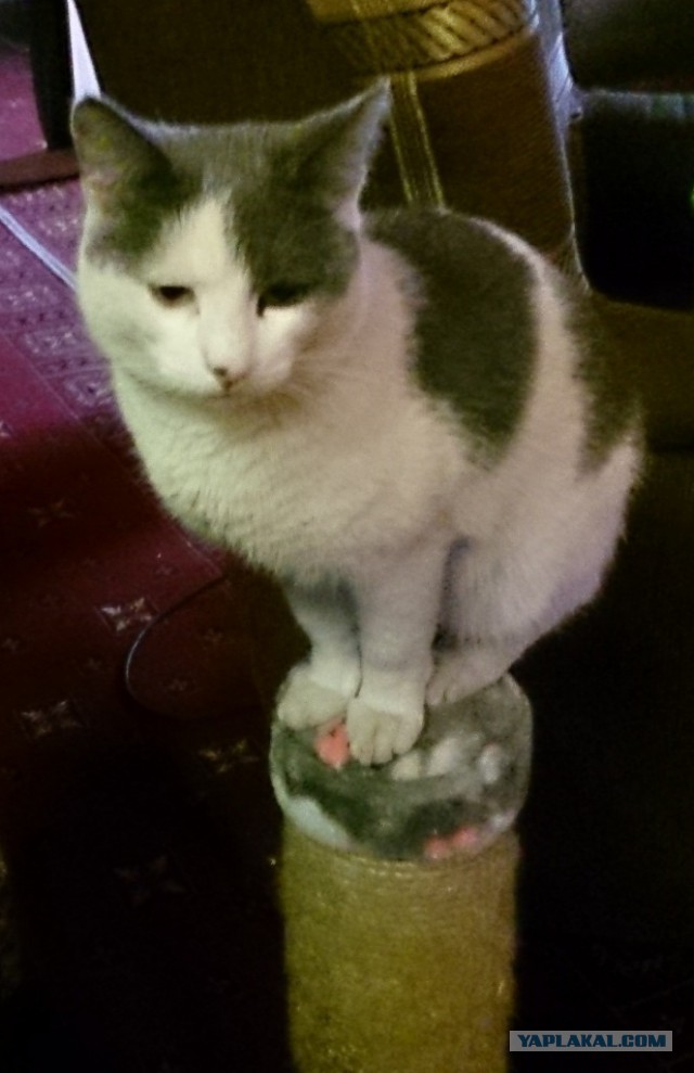 Котовторник 16.01.2018