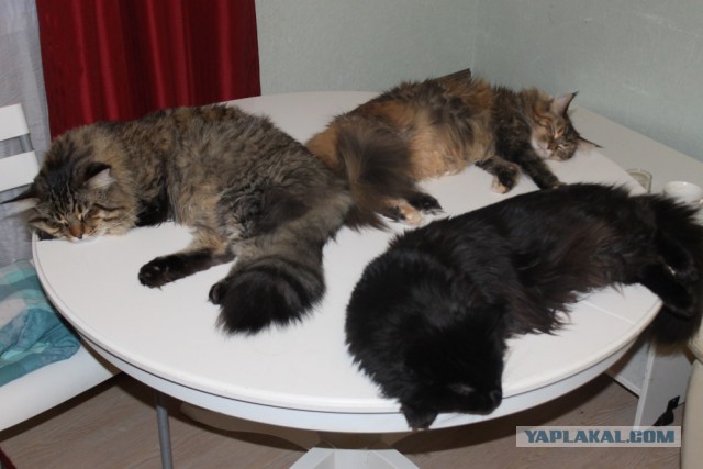 Котовторник 27.02.2018 наступил!