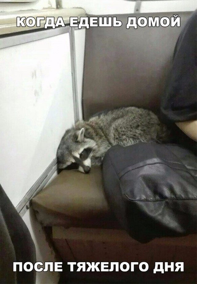 Прикольные картинки обо всём