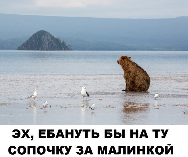 Скотсети и прочие интернеты 13.06.18