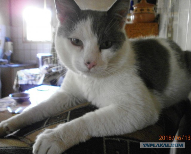 Котовторник 26.06.2018