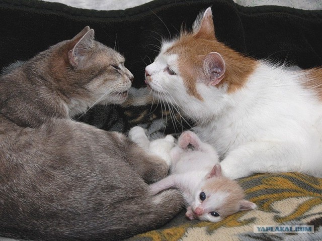 Котовторник на ЯПлакалъ: Кото и кто-то!