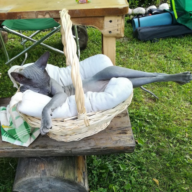 Прикольные картинки абавсём
