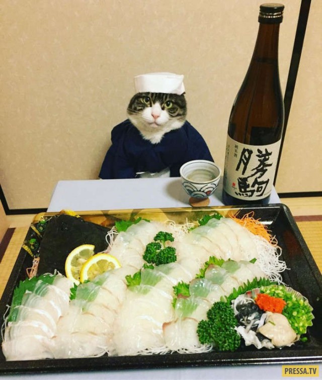 Прикольных котов пост