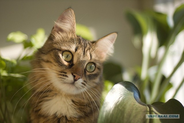 Сегодня котовторник, а котиков все нет