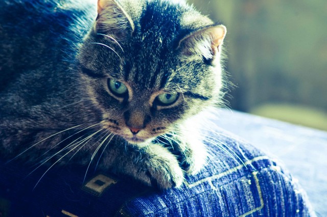 Первый котовторник июля