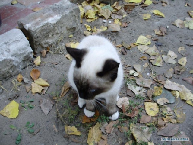 Котовторник! 11.10.11