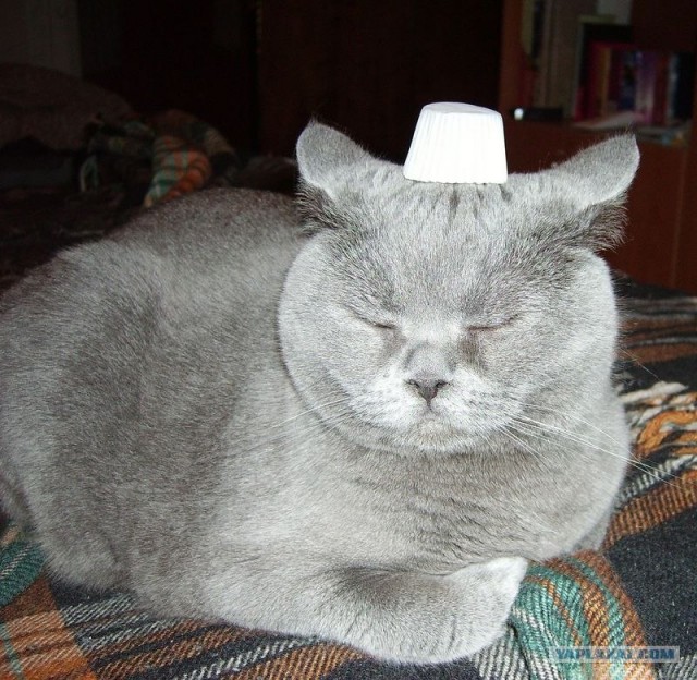 Котовторник 20.12.2011