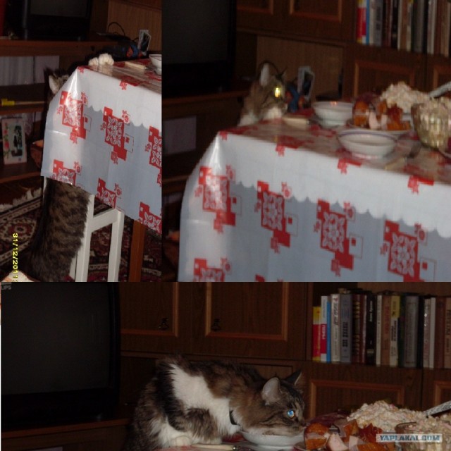 Первый КОТОВТОРНИК 2012