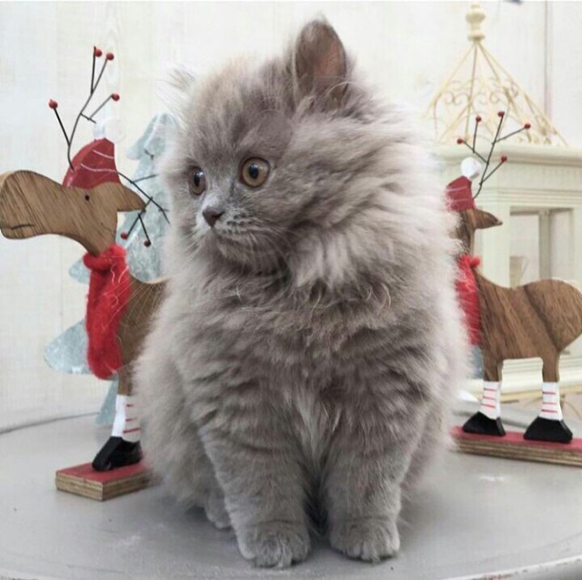 Прикольных котов пост
