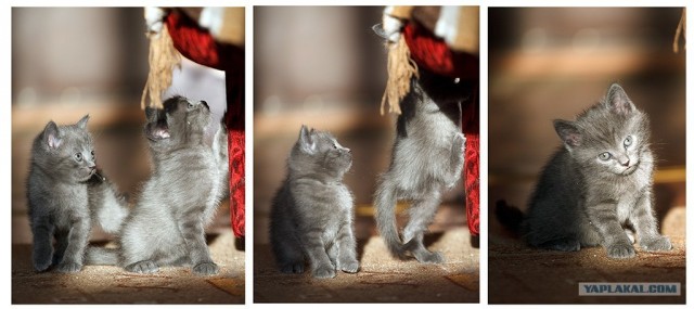 Котовторник 27.03.2012