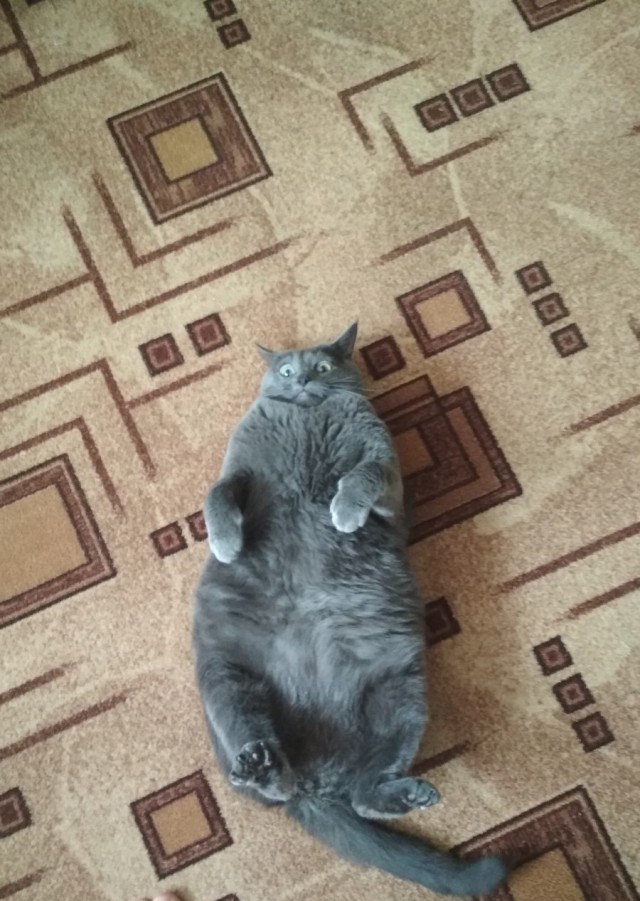 Прикольных котов пост