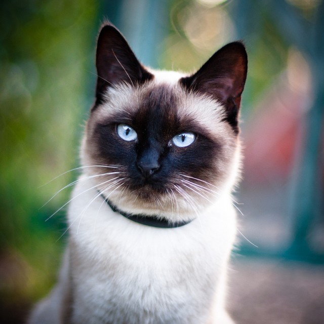 Котовторник 24.04.2012
