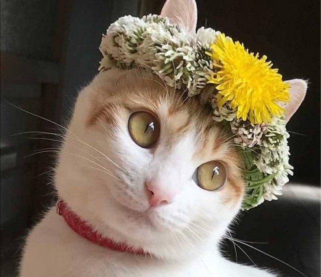 Прикольных котов пост