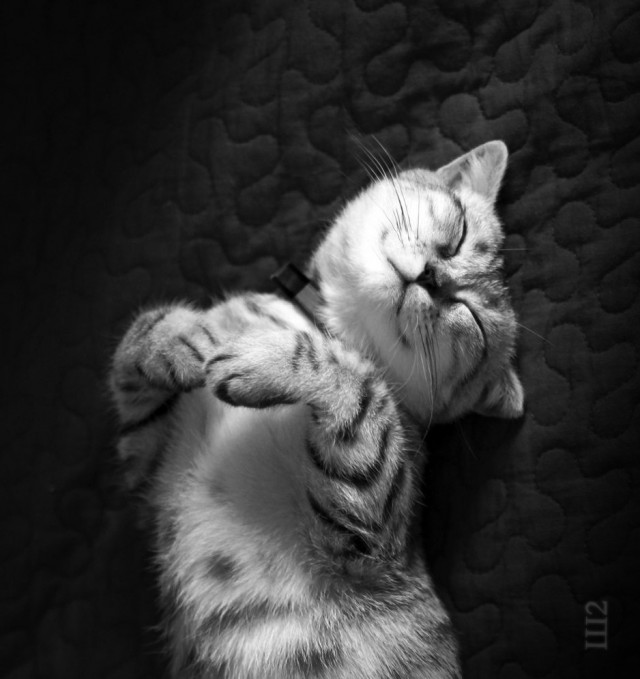 Котовторник  28.08.12