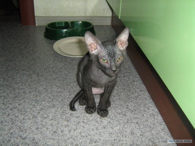 Котонянька и котовторник