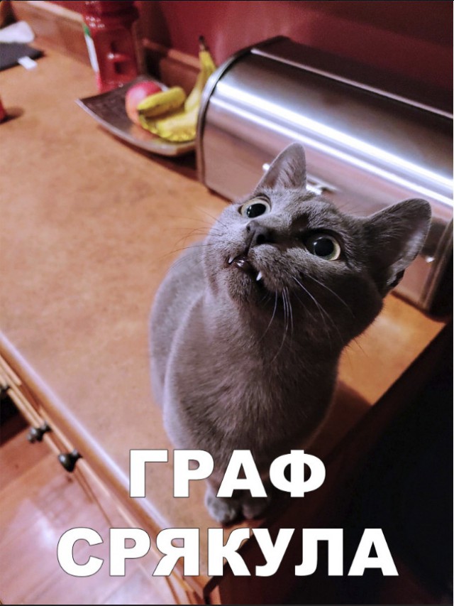 Забавные фото котеек