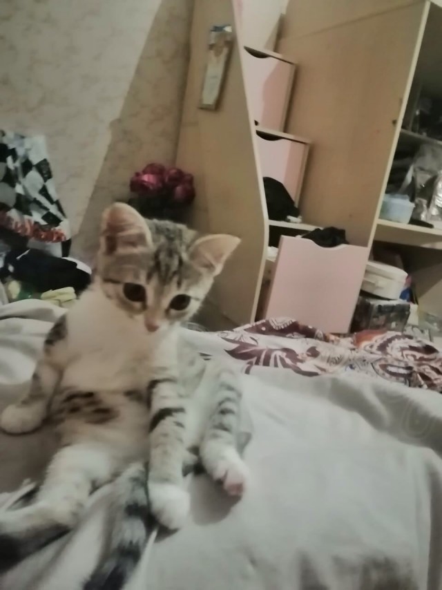 Забавные фото котеек