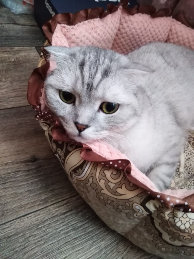 Котофеев пост