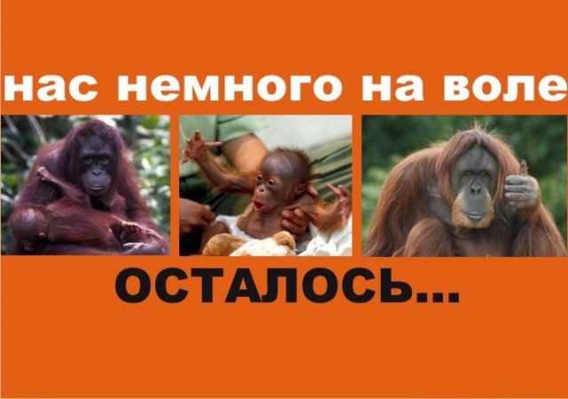 Фотожаба: осталось родить сына?