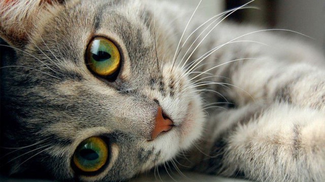 Картинки на котовторник 1.09.20
