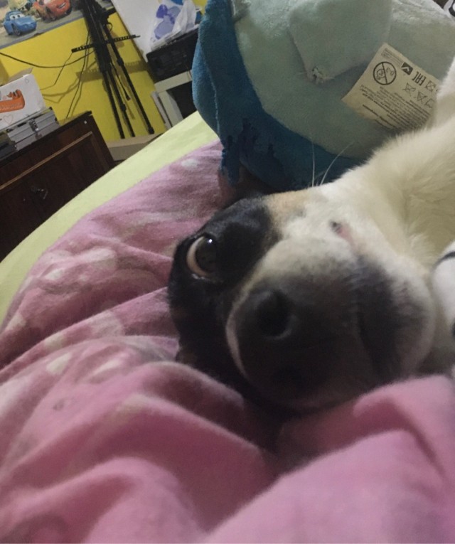 Собаки бывают