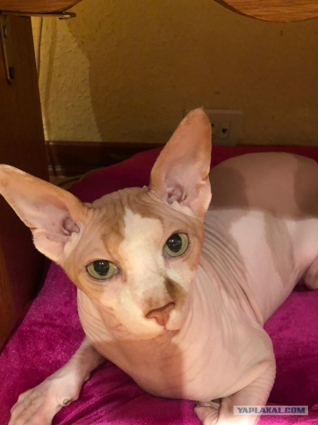 Жизнь домашнего приюта "Котоленд" 269