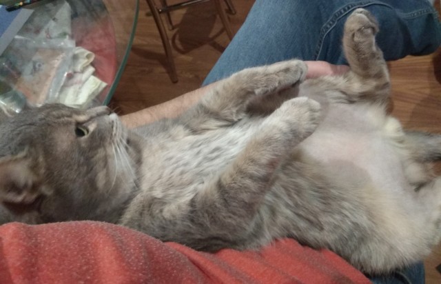 Кошки