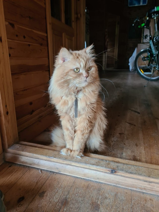 Кошкин день! Я, видимо первый.