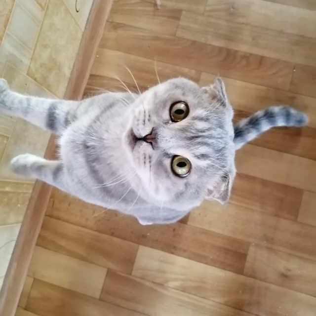 Разные котики