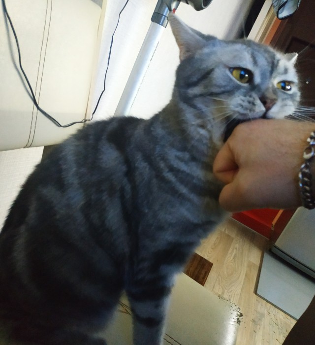Котовторник 14.09.2021