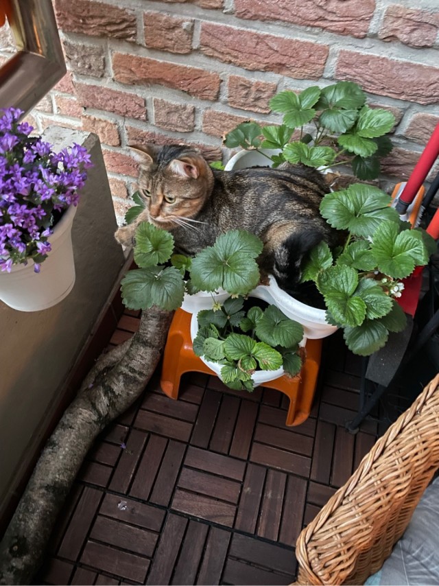 Котовторнику быть