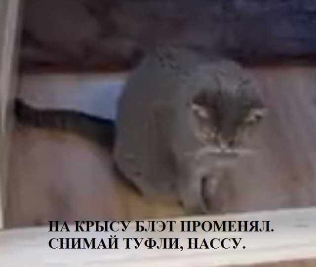 Долгожданная встреча