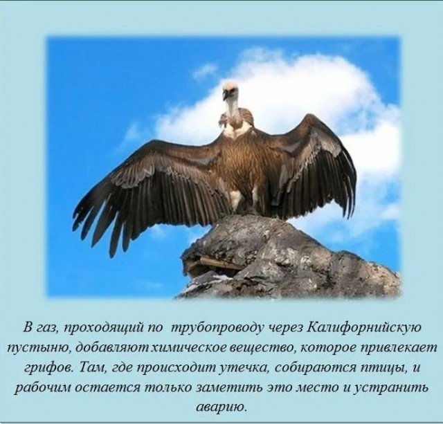 70 удивительных фактов