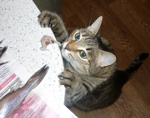 А это мой котан к котовторнику