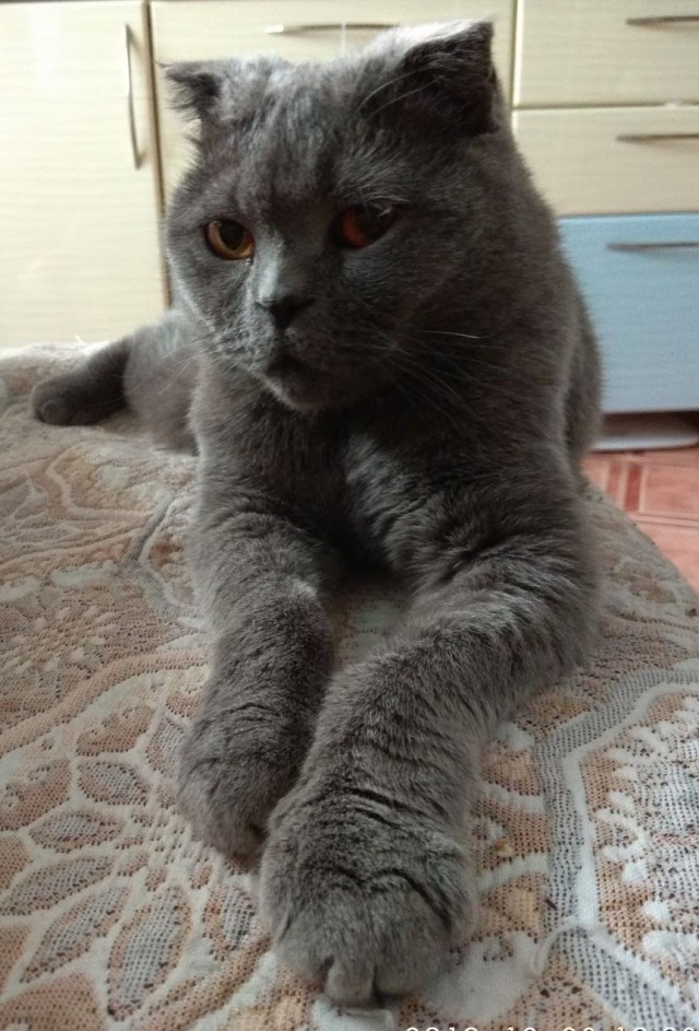 Начну котовторник чуть раньше!