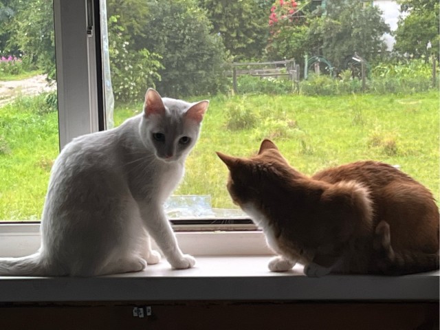 Ура! Котовторник.