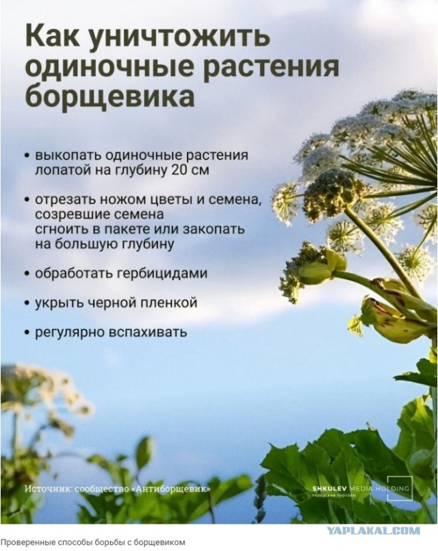 Хотели всех накормить и устроили катастрофу: как теперь избавиться от борщевика