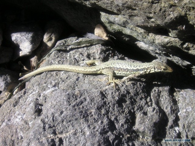 Прогулка по Крыму