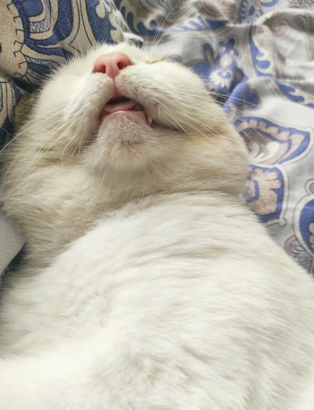 Немного милоты в котовторник