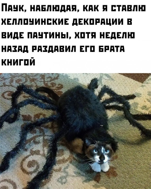 Картинки и мемы для настроения - 133
